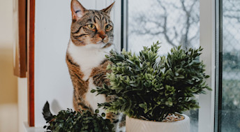 Cat on window sill behind plants