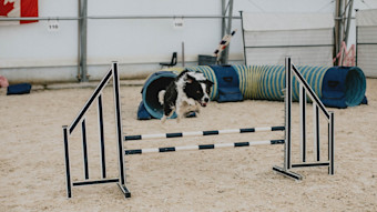 Dog leaping over barrier in agility course