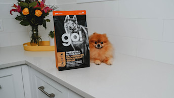 Pomeranian dog sitting on kitchen countertop beside GO! DIGESTION + GUT HEALTH recipe