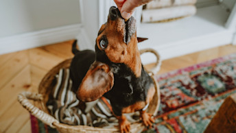 Dacshund dog reaching for treat