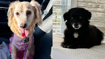 Doxipoo and Jackapoo dogs