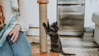 Black kitten scratching scratching post