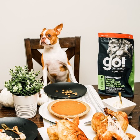 French Bulldog at table for Thanksgiving dinner with bag of GO! SOLUTIONS SENSITIVITIES Limited Ingredient Grain-Free Turkey Recipe for Dogs dry food