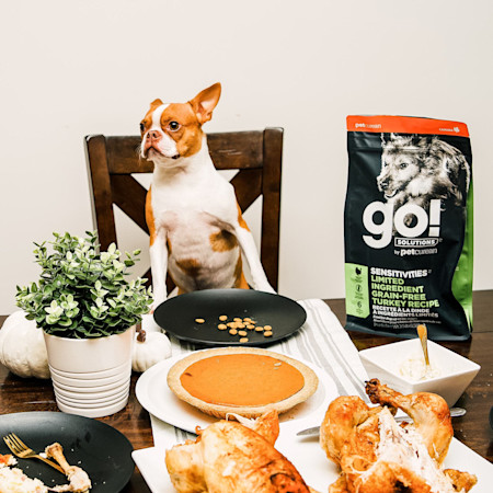 French Bulldog at table for Thanksgiving dinner with bag of GO! SOLUTIONS SENSITIVITIES Limited Ingredient Grain-Free Turkey Recipe for Dogs dry food