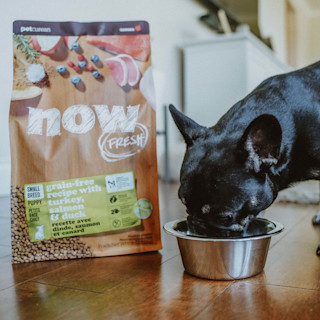 French Bulldog eating NOW FRESH kibble from bowl