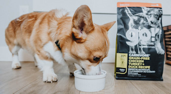 Corgi puppy eating Go! Solutions Carnivore Puppy Recipe kibble