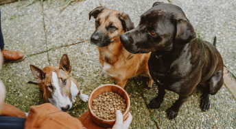 Three dogs waiting for bowl of kibble