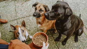 Three dogs waiting for bowl of kibble