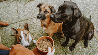 Three dogs waiting for bowl of kibble