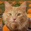 Ginger cat in pumpkin patch