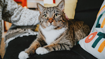 Tabby cat laying on couch being pet