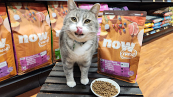 Cat in pet store next to bags of Now Fresh