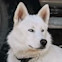 White Siberian Huskey sitting in front of car