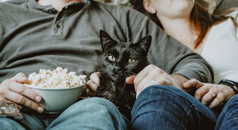 Why You Should Adopt A Senior Cat - in Blog Image - cat with owners