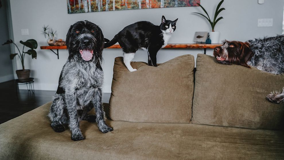 Two dogs on a couch with cat