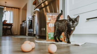 Black kitten with bag of kibble and brown eggs