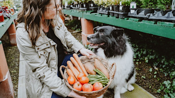 Owner holding basket of fruits and vegetables in front of Border Collie dog