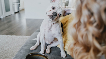 French Bulldog on couch with head tilted
