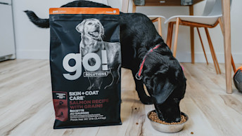 Black Labrador puppy eating a bowl of Go! large breed puppy recipe