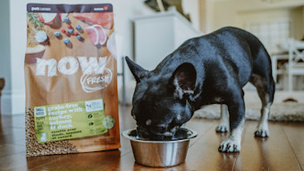 French Bulldog eating Now Fresh kibble