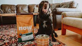Senior Dog About to Eat