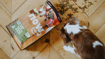 NOW FRESH - Blog - Small breed senior dog about to eat kibble on the floor