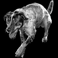 GO-SOLUTIONS-Product-Pet-Image-Dog-Rhubarb