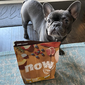 French Bulldog standing beside bag of NOW FRESH dry food