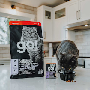Grey cat eating Go! Solutions Hairball Control + Urinary Care kibble and Carnivore wet food