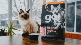 Ragdoll cat sitting on wood table beside bowl and GO! SOLUTIONS CARNIVORE Salmon + Cod Recipe kibble bag