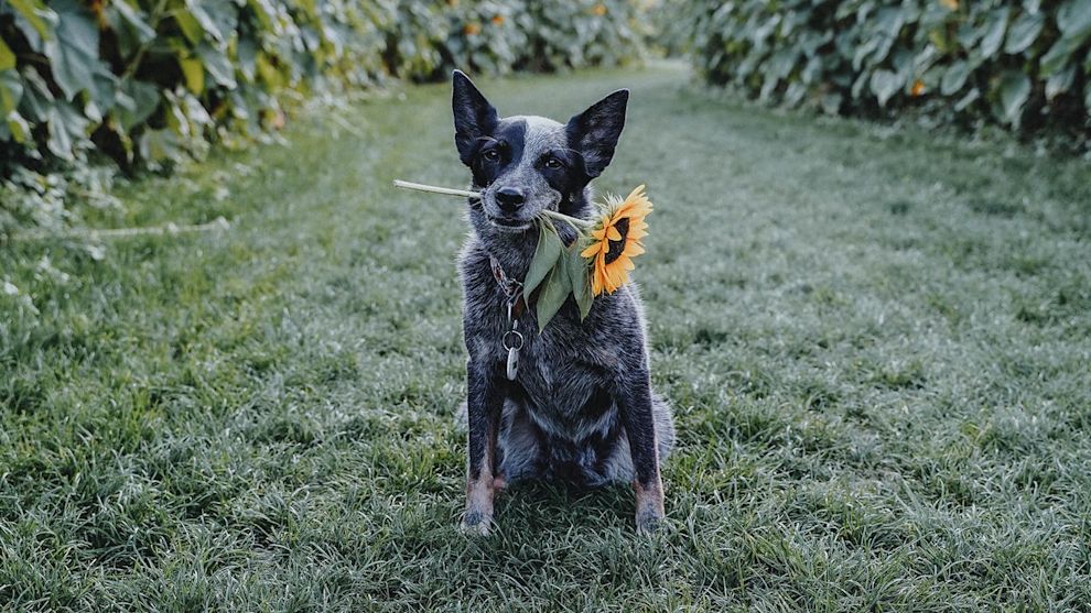 Blue Heeler dog holding sunflower in mouth in field