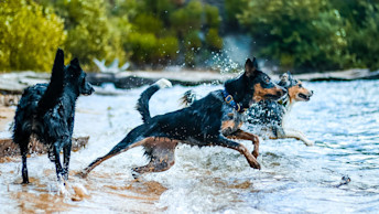 Dogs running into a lake