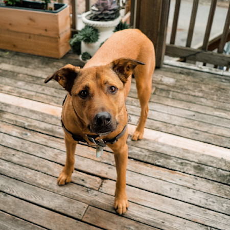 Brown dog standing on patio