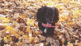 Khloe the Miniature Dachshund in autumn leaves