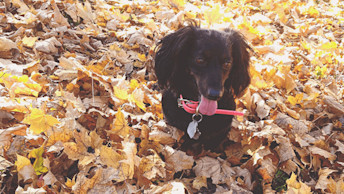 GO! SOLUTIONS - Blog - Sensitivities Limited Ingredient Duck Recipe for dogs success with miniature dachshund Khloe