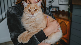 Orange kitten being held by child