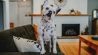 French Bulldog standing up on couch