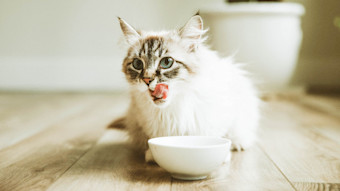 Cat licking its lips eating from dish