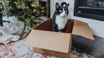 Cat in box under Christmas tree