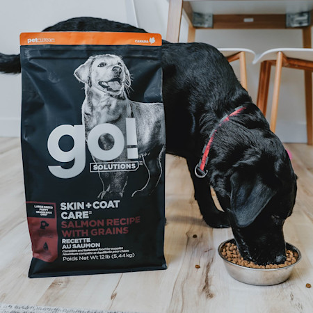 Black Labrador puppy eating Go! Solutions Large Breed Puppy kibble