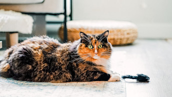 Calico cat laying on floor with toy mouse