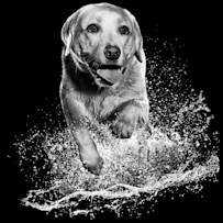 GO-SOLUTIONS-Product-Pet-Image-Dog-Sandy