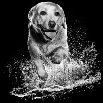 Black and white Labrador Retriever running through water