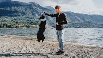 Border Collie dog jumping for ball in pet parents hand at the beach