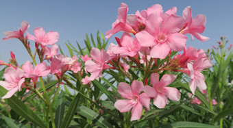 Oleander