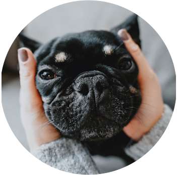 Closeup of French Bulldog's face in owner's hands