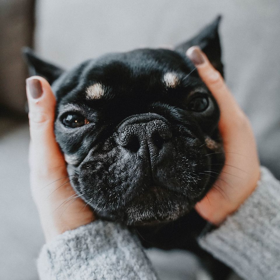 Closeup of French Bulldog's face in owner's hands