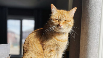 Orange cat sitting in sun