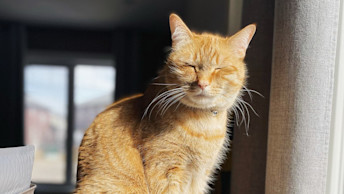 Orange cat sitting in sun