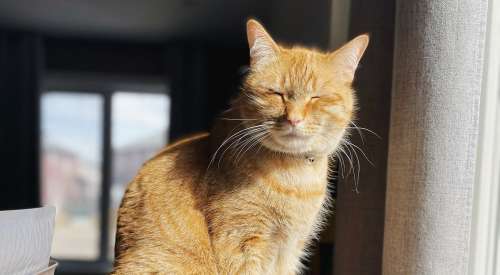 Orange cat sitting in sun